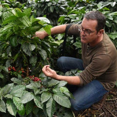 Tolas Natural Bourbon