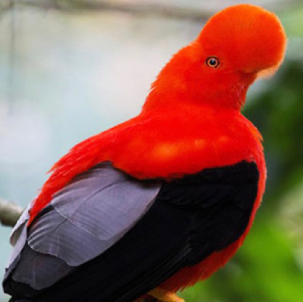 Gallito de las Rocas