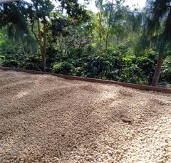 Tolas Natural Bourbon