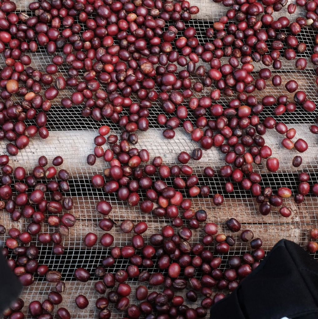 Sedaqa Red Honey Process