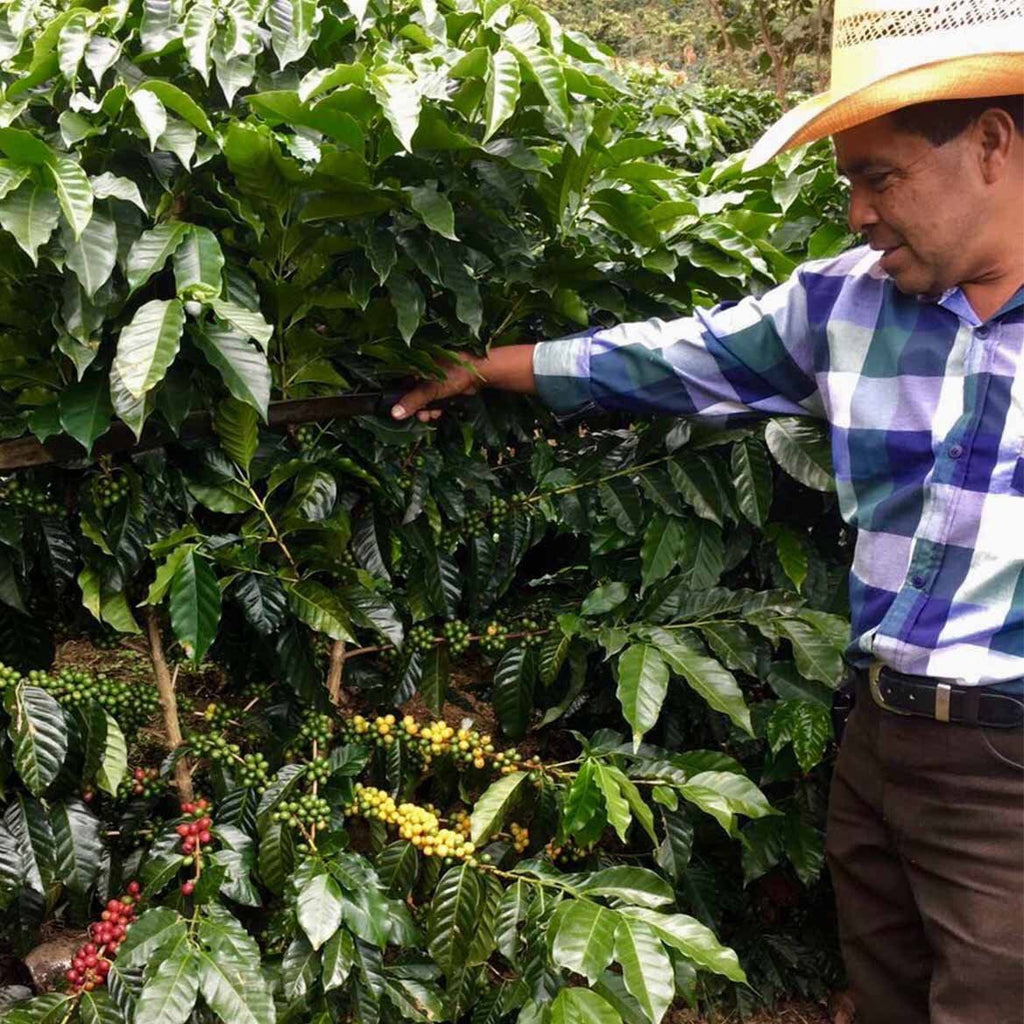 Finca La Providencia