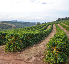 Fazenda Divisa