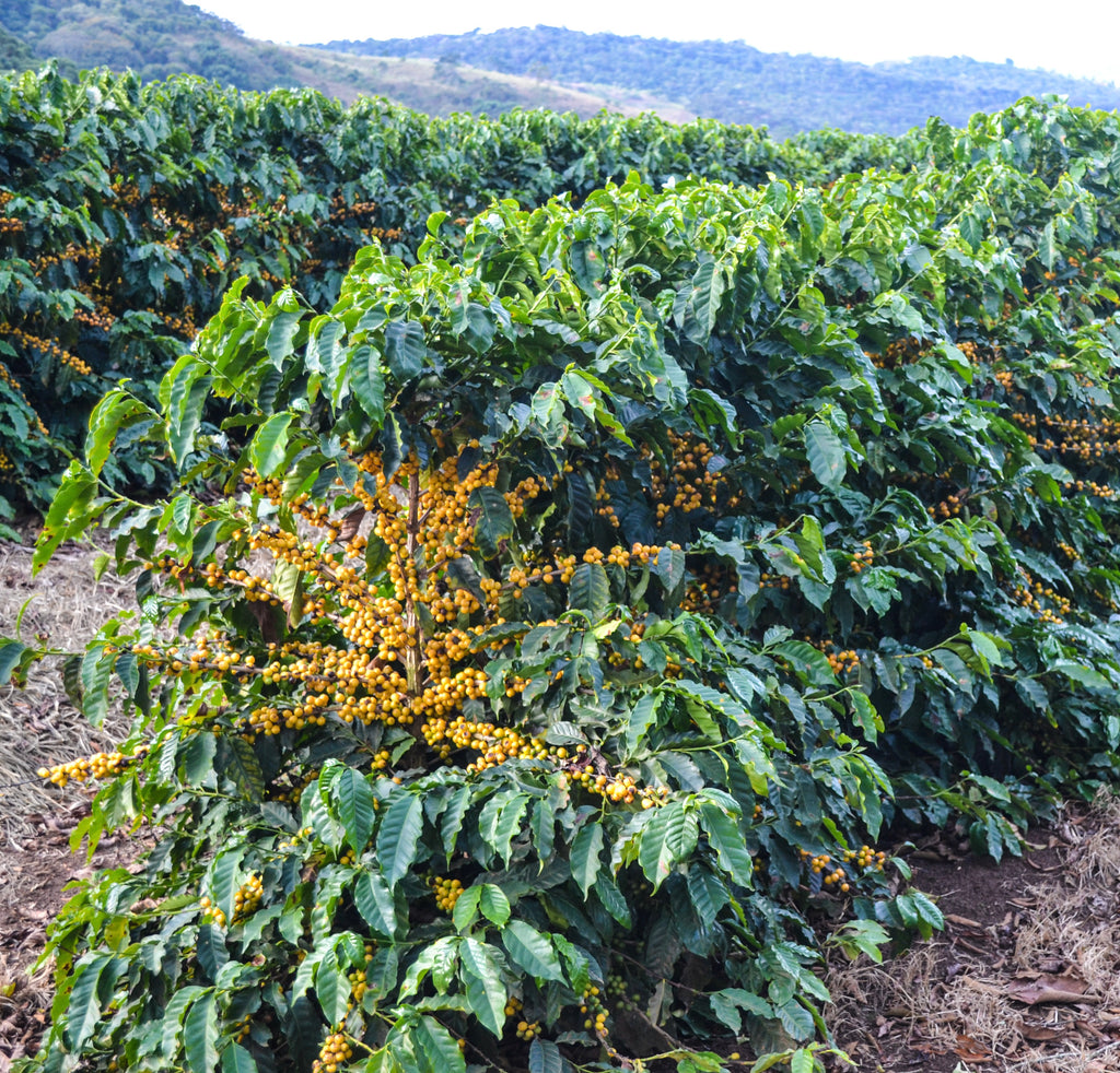 Fazenda Divisa