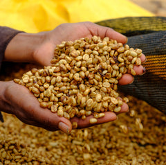 Shantawene Honey Process