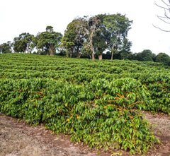 Fazenda Divisa